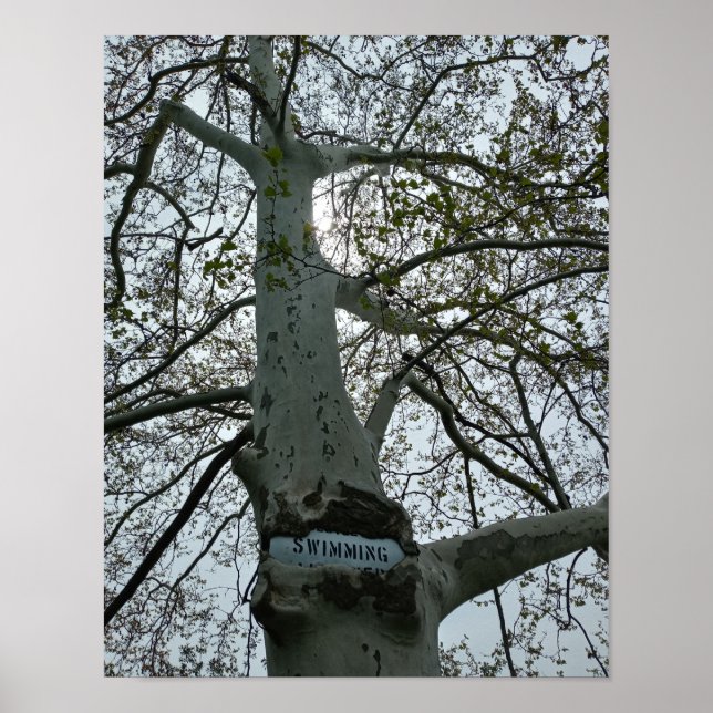 Poster Placa de Proibido Nadar em uma Árvore (Frente)