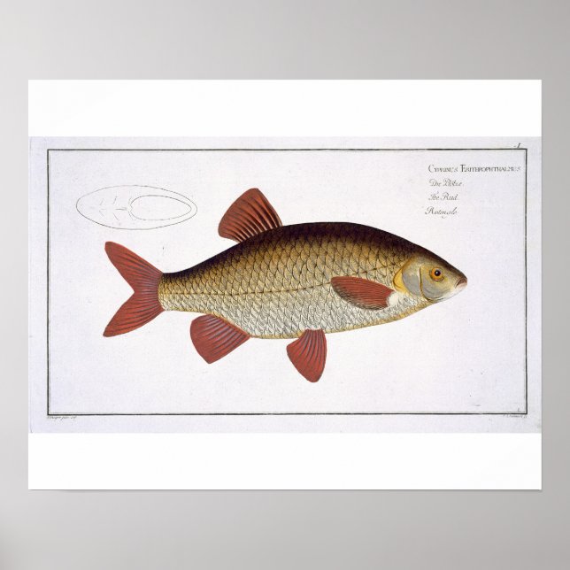 Poster Placa I de carpa vermelha (Cyprinus Erithrophthalm (Frente)