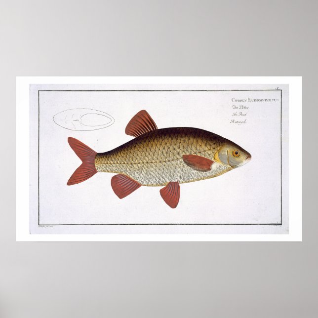 Poster Placa I de carpa vermelha (Cyprinus Erithrophthalm (Frente)