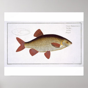 Poster Placa vermelha da carpa (Cyprinus