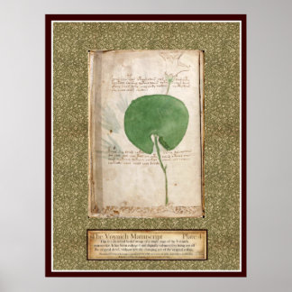 Poster Placa Voynich 4 - Ilustração Botânica
