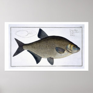 Poster Placa XIII da brema (Brama do Cyprinus) 'de