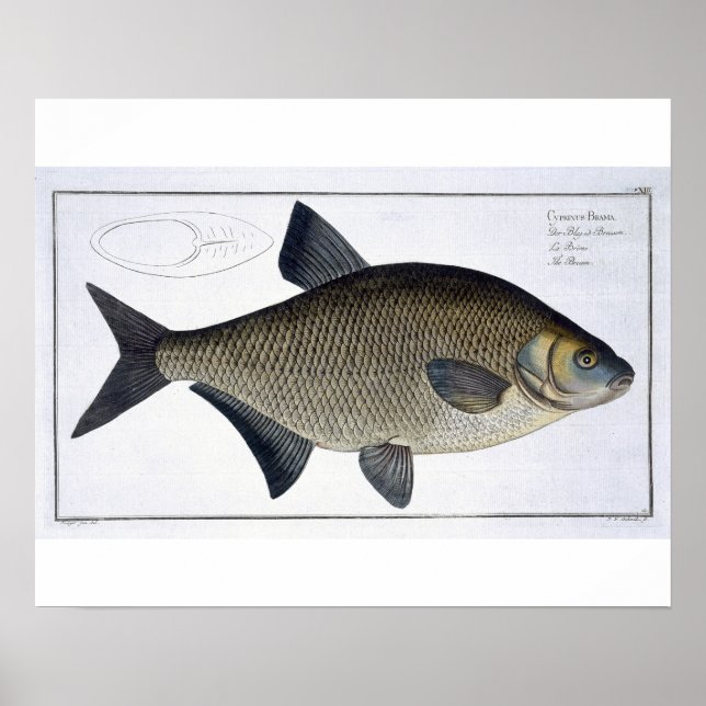 Poster Placa XIII de Bream (Cyprinus Brama) de Iquitologi (Frente)
