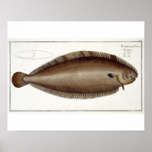 Poster Placa XLV de Dover Sole (Solea Solaea) de Ichtiol