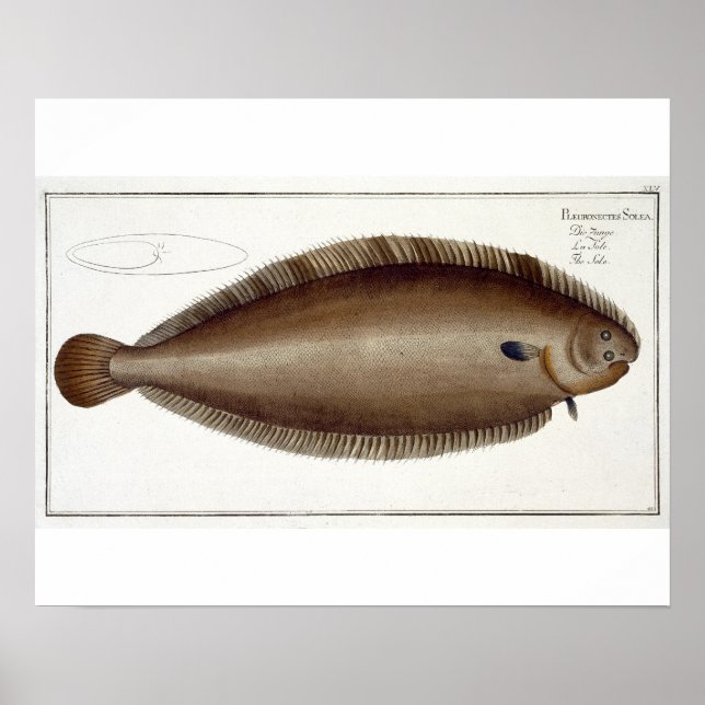 Poster Placa XLV de Dover Sole (Solea Solaea) de Ichtiol (Frente)