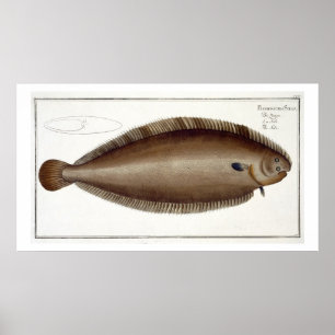 Pôster Placa XLV de Dover Sole (Solea Solaea) de Ichtiol