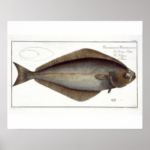 Pôster Placa XLVII para halibut (Pleuronectes Hippoglossu
