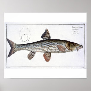 Poster Placa XVIII do Barbel (Cyprinus Barbus) 'de