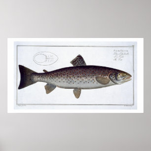 Poster Placa XXI da truta de mar (Salmo Trutta) 'de
