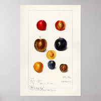 Placas de Semente (Prunnus Domeatica)