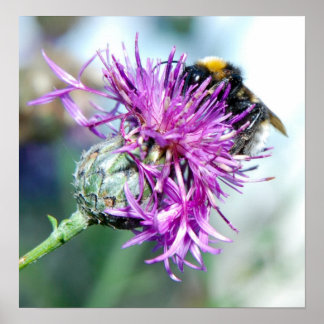 Pôster Planador de Verão