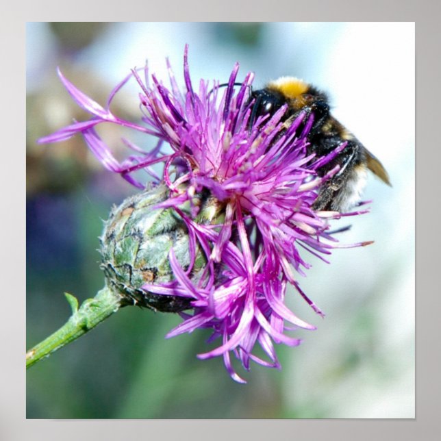 Pôster Planador de Verão (Frente)