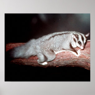 Pôster Planador do açúcar - breviceps do Petaurus