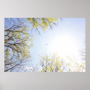 Poster Plane in Sky Framed by Trees