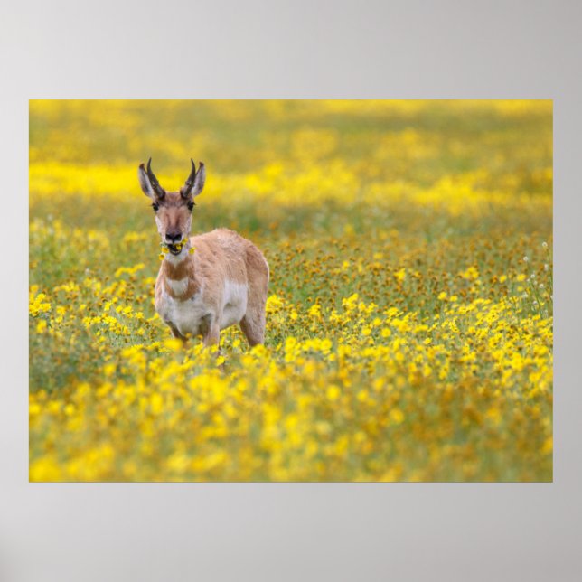 Poster planícies de transporte passadas (Frente)