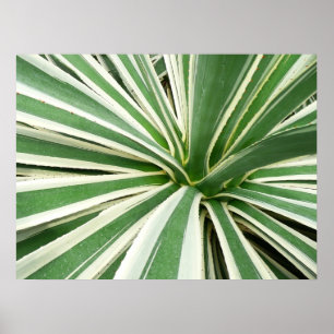 Poster Planta Agave Verde e Listrada de Branco