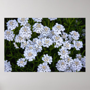 POSTER PLANTA CANDYTUFT