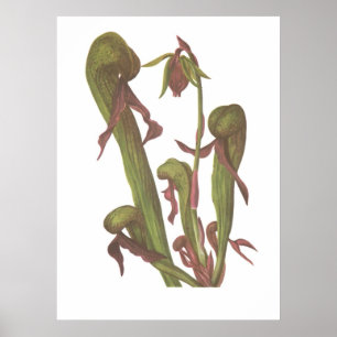 Poster Planta carnívora - californica do Darlingtonia