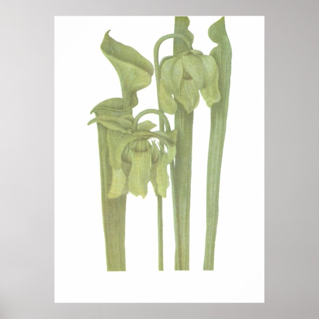 Pôster Planta Carnívora - Sarracenia flava (Frente)