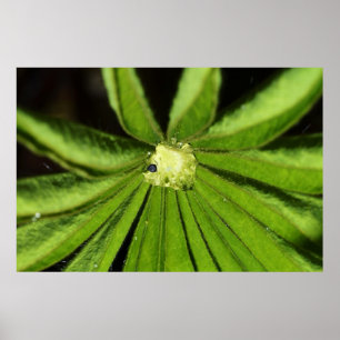 Poster Planta da palma do bebê por Shirley Taylor