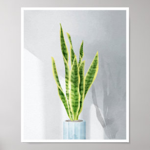 Poster Planta de cobra, língua da sogra, Sansevieria