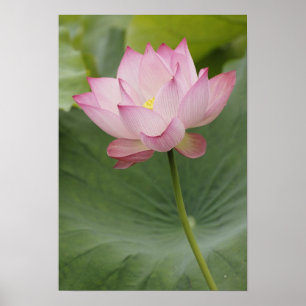 Pôster Planta de flor de Lótus (Nelumbo nucifera), vista