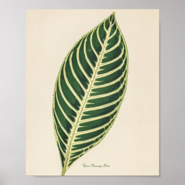 Poster Planta de Folha Verde Personalizada (Frente)