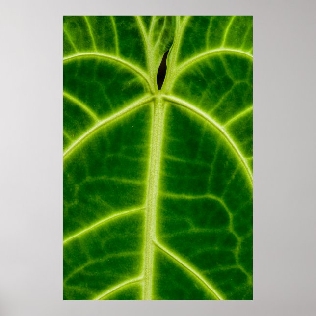 Poster Planta de folhas verdes (Frente)