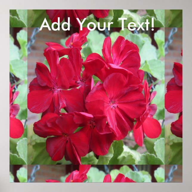 Poster Planta de Gerânio Red Floral (Frente)