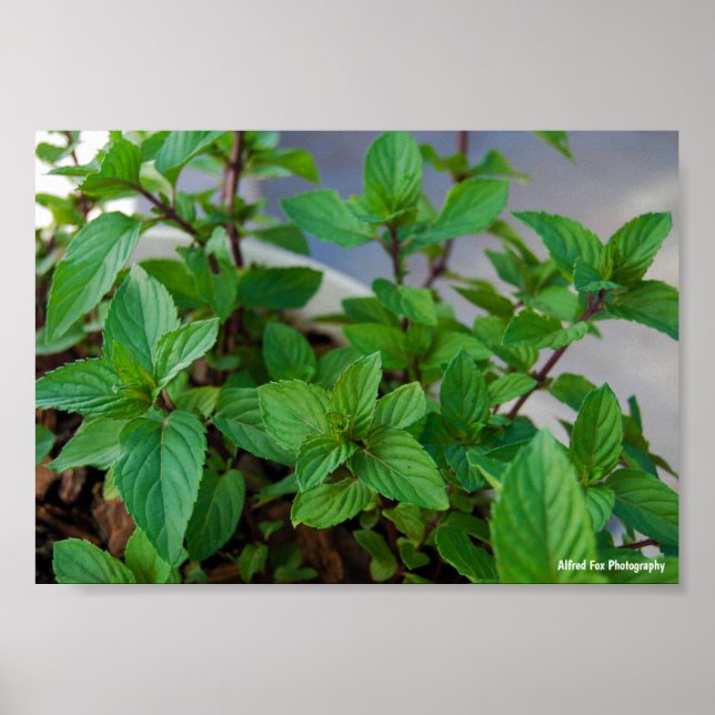 Poster Planta de Hortelã Herbácea (Frente)