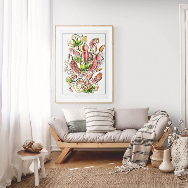 Poster Planta de Pitcher (Branca) | Vintage Ernst Haeckel (Criador carregado)