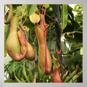 Poster Planta de Pitcher Tropical