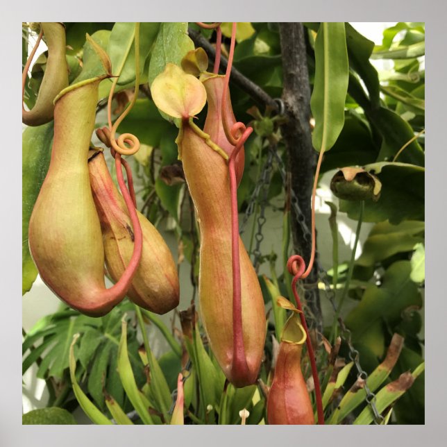 Poster Planta de Pitcher Tropical (Frente)