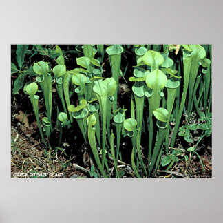 Pôster Planta de Pitcher Verde