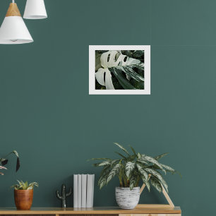 Poster Planta de Queijo Suíço Variegada Floral