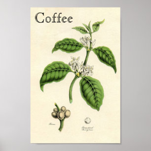 Poster Planta do café do vintage