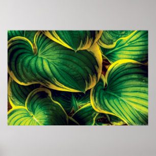 Pôster Planta - folhas do Hosta