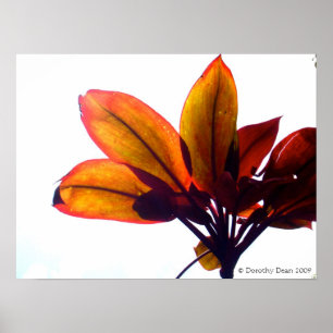 Poster Planta frondosa