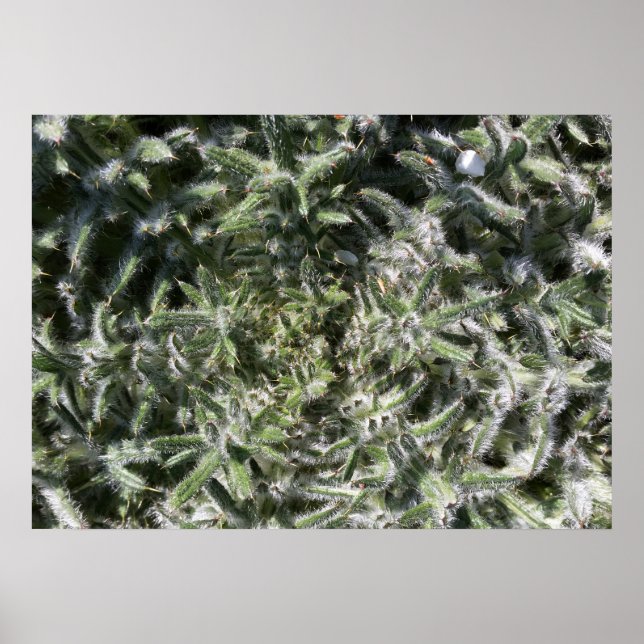 Poster planta geométrica selvagem (Frente)