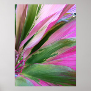 Poster Planta havaiana do Ti