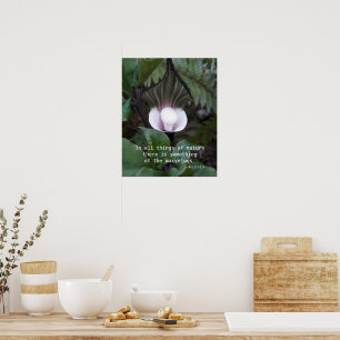 Poster Planta Jack-in-the-Pulpit Citação de Aristóteles s