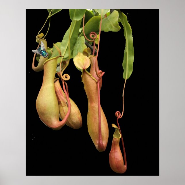 Poster Planta Jarro Tropical e Mosca Azul (Frente)