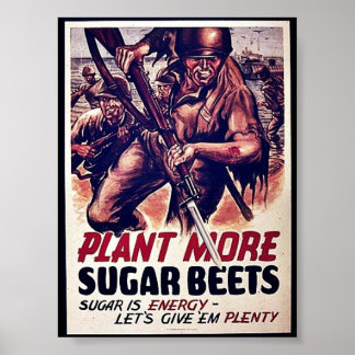 Pôster Planta Mais Beterraba De Açúcar