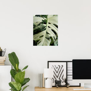 Poster Planta Monstera Variegada Botânica
