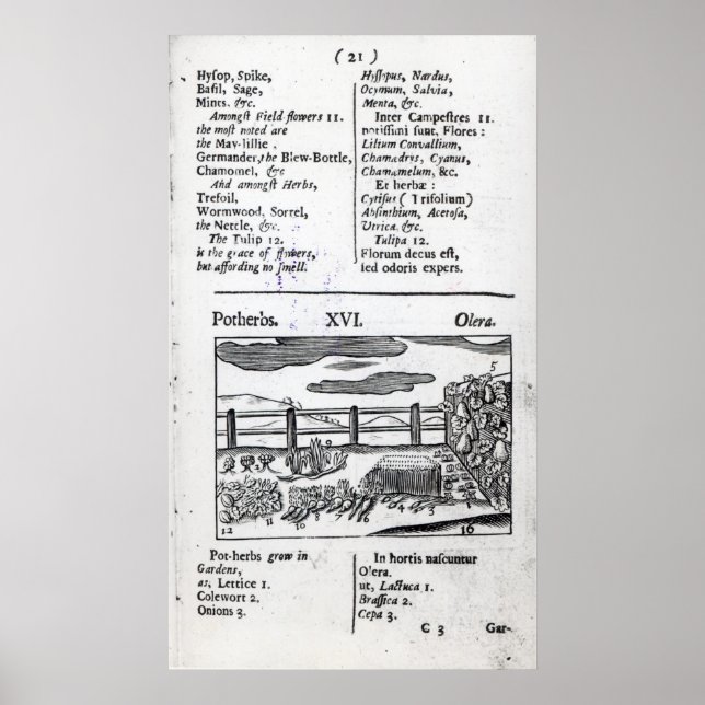 Poster Planta: Pecuária de Orbis sensualismo pictus (Frente)