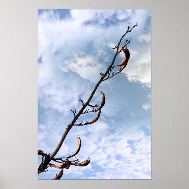 Pôster planta perrenal invasiva de algas japonesas (Frente)