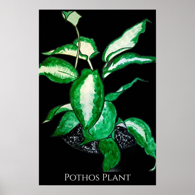 Poster Planta Pothos  (Frente)