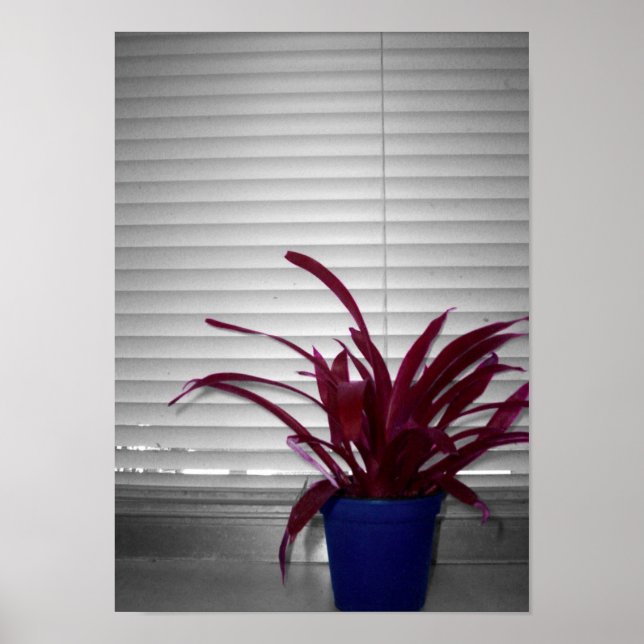 Pôster Planta Púrpura (Frente)