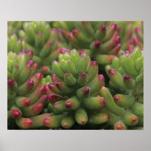 Pôster planta Sedum, Museu do Deserto de Arizona-Sonora,