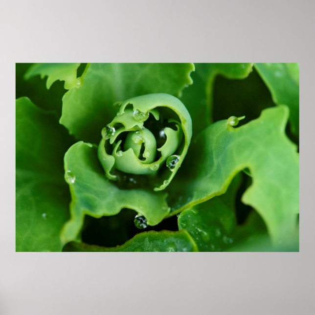 Poster Planta suculenta em close-up com gotas de água (Frente)